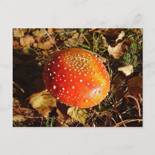 Fly Agaric Mushroom-vykort Vykort (Framsida)