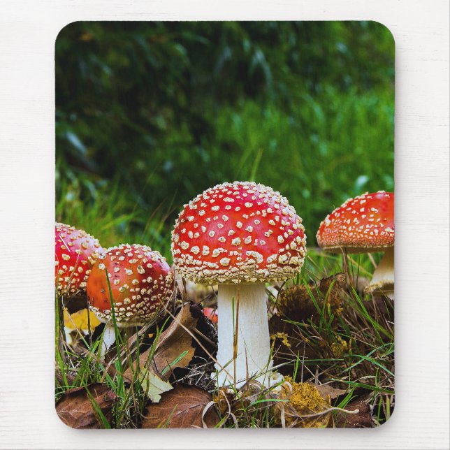 Fly agaric musmatta (Framsidan)