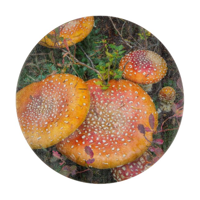 Fly agaric-svamp vid Mowich Lake (Framsidan)
