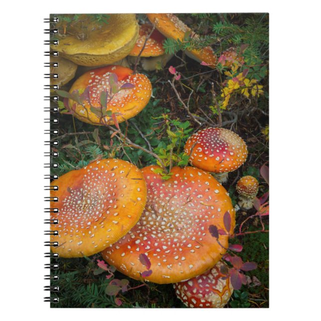 Fly agaric-svamp vid Mowich Lake Anteckningsbok (Framsidan)