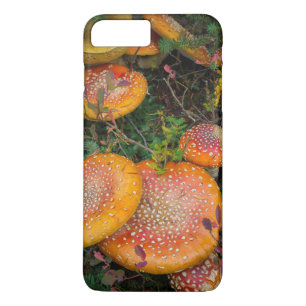 Fly agaric-svamp vid Mowich Lake
