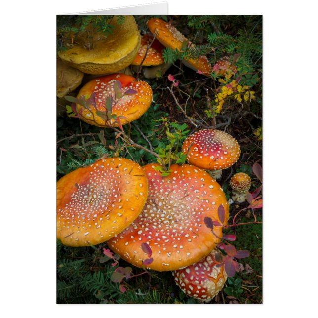 Fly agaric-svamp vid Mowich Lake Hälsningskort (Framsidan)