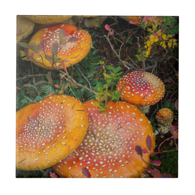 Fly agaric-svamp vid Mowich Lake Kakelplatta (Framsidan)