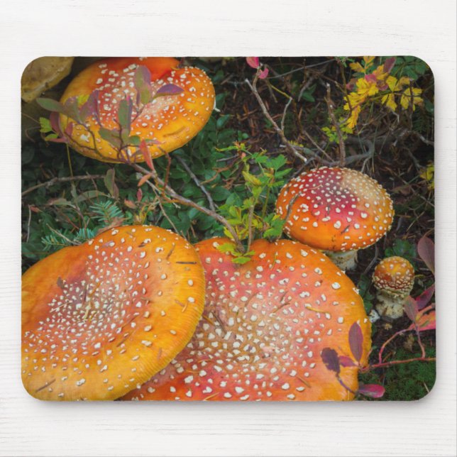 Fly agaric-svamp vid Mowich Lake Musmatta (Framsidan)