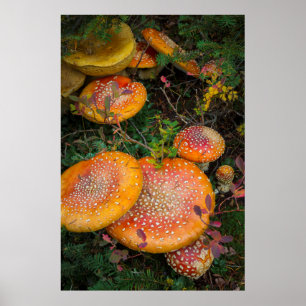 Fly agaric-svamp vid Mowich Lake Poster