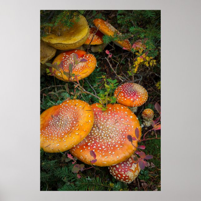 Fly agaric-svamp vid Mowich Lake Poster (Framsidan)