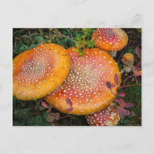 Fly agaric-svamp vid Mowich Lake Vykort