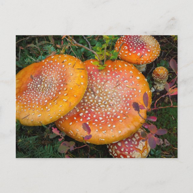 Fly agaric-svamp vid Mowich Lake Vykort (Framsida)