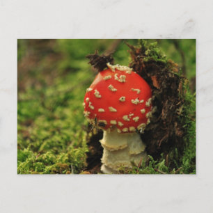 Fly Agaric Vykort