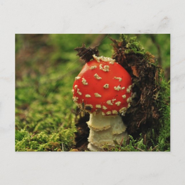 Fly Agaric Vykort (Framsida)