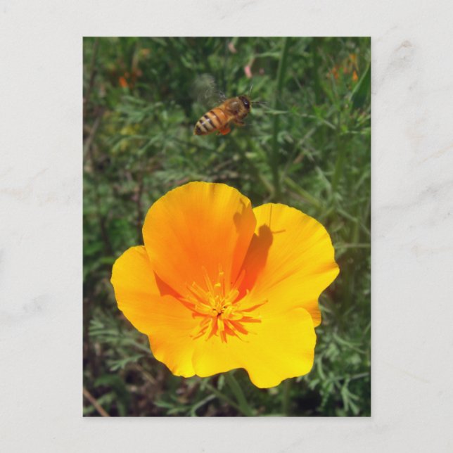 Fly Away Bee-vykort Vykort (Framsida)
