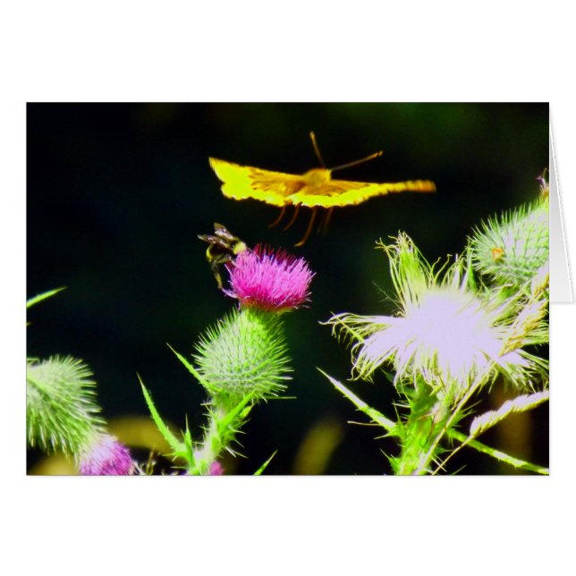 Fly Away OBS Kort (Framsidan Horizontal)
