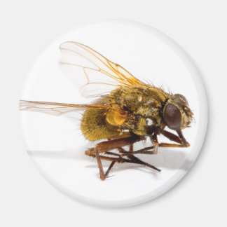 Fly Magnet
