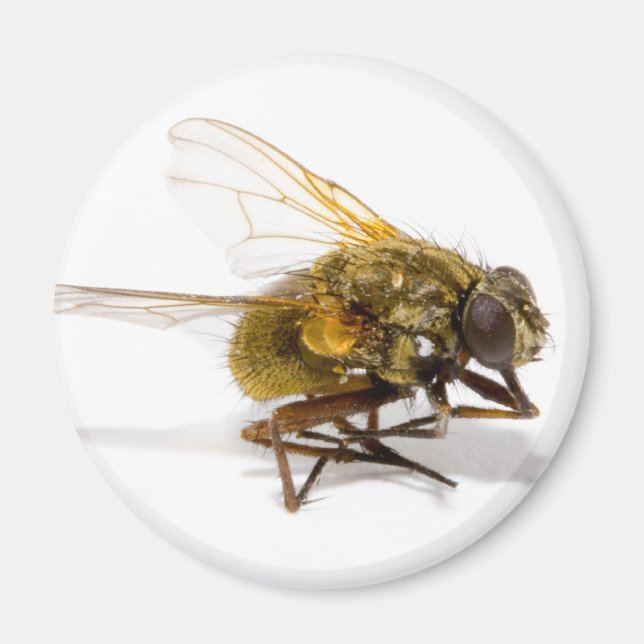 Fly Magnet (Framsidan)