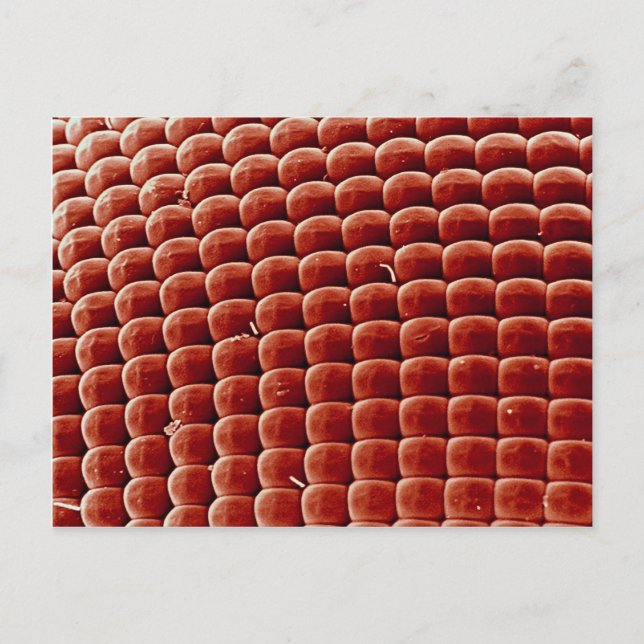 Fly - öga vykort (Framsida)