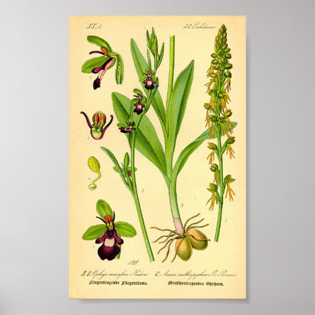 Fly Orchid (Ophrys insectifera) Poster (Framsidan)