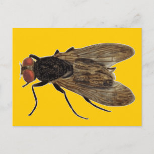 Fly Vykort