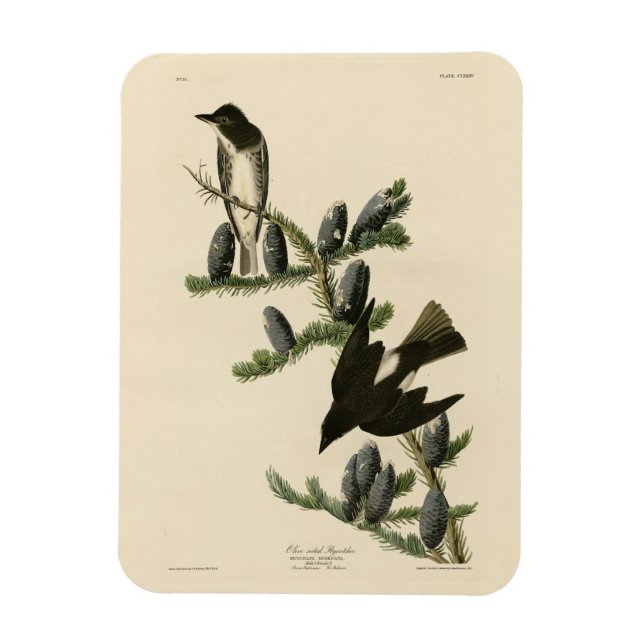 Flycatcher, Adubon's Birds of America Magnet (Vertikal)