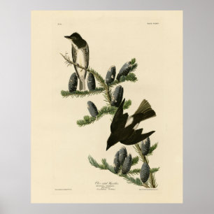 Flycatcher, Adubon's Birds of America Poster
