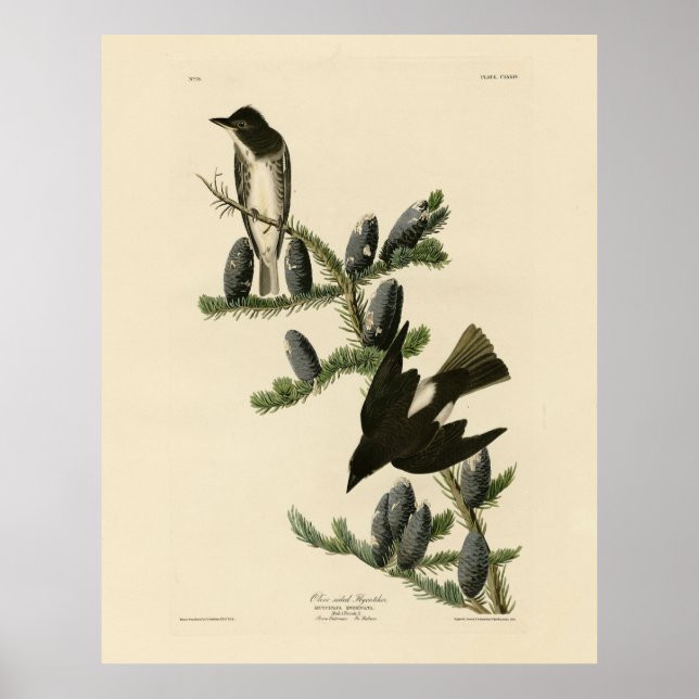 Flycatcher, Adubon's Birds of America Poster (Framsidan)