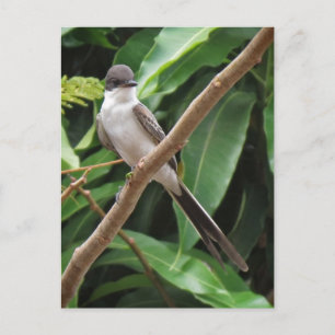 Flycatcher Bird-vykort Vykort