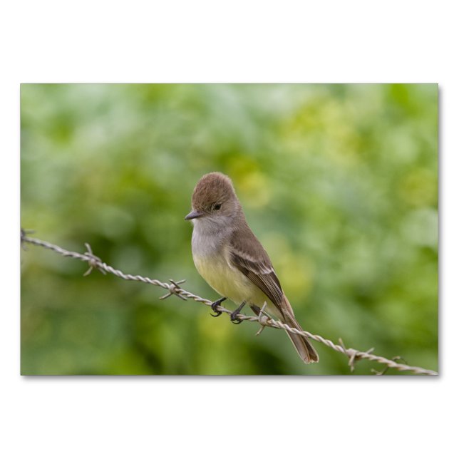 Flycatcher Bordsnummer (Baksidan)