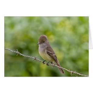 Flycatcher OBS Kort