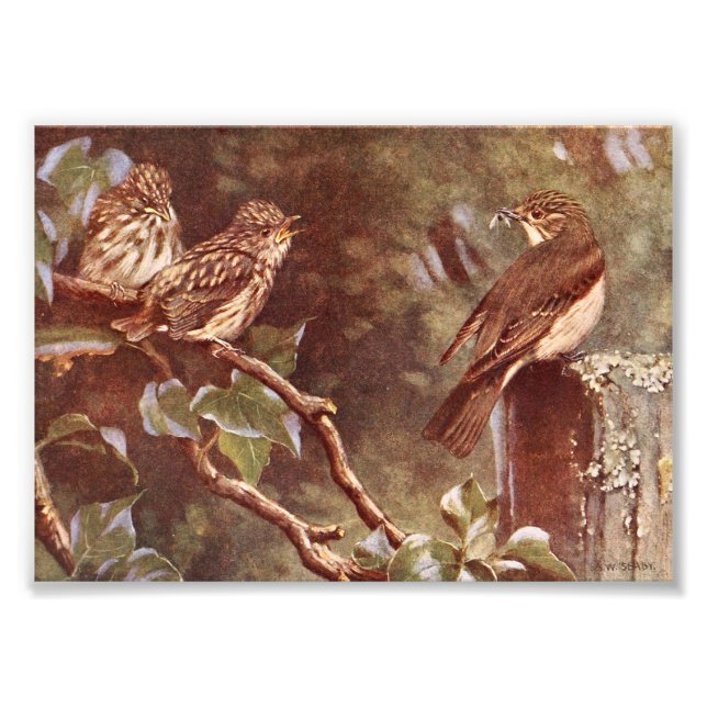 Flycatcher och Young Fototryck (Framsidan)