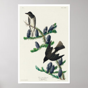 Flycatcher på olivsidan av Audubon Poster