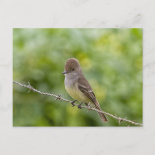 Flycatcher Vykort