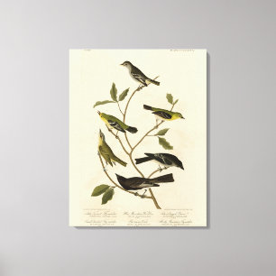 Flycatchers Warbler osv. Audubon's Birds of Americ Canvastryck