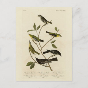 Flycatchers Warbler osv. Audubon's Birds of Americ Vykort