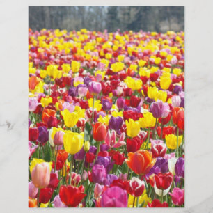 Flyers Papper Vår Tema Tulpan Blommor