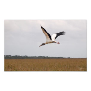Flyg av ett brett fototryck för Wood Stork