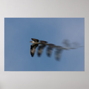 Flyg av fiskgjusen poster