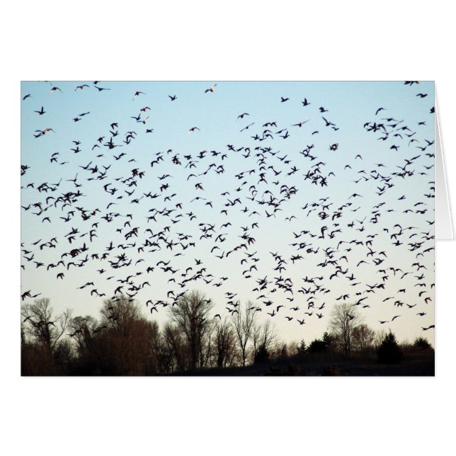 Flyg av gäss hälsningskort (Framsidan Horizontal)