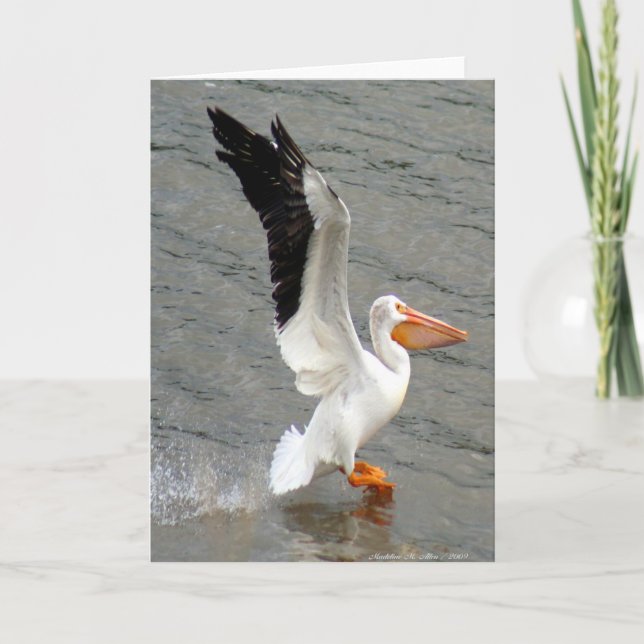 Flyg av pelikan kort (Framsida)