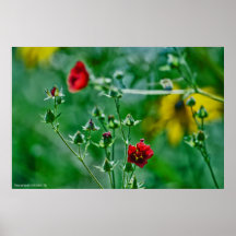 Flyg-by i trädgården