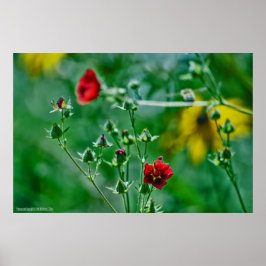 Flyg-by i trädgården poster