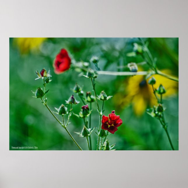 Flyg-by i trädgården poster (Framsidan)