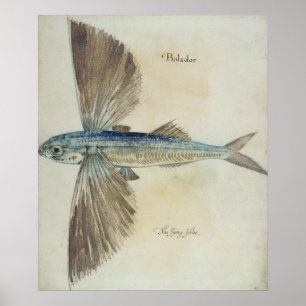 Flyg-Fisk Poster