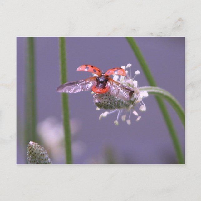 Flyg hemifrån vykort (Framsida)