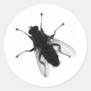 Flyg-insekt Runt Klistermärke