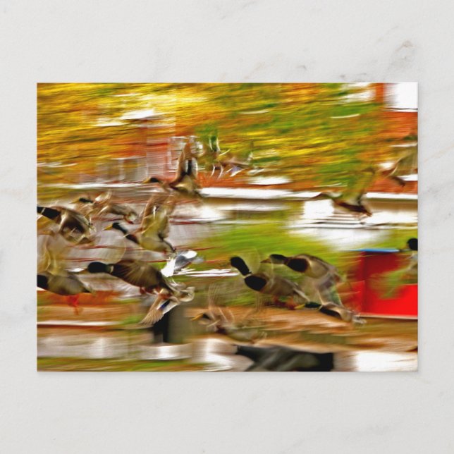 Flyg iväg vykort (Framsida)