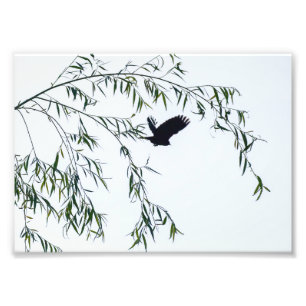 Flyg undan fototryck