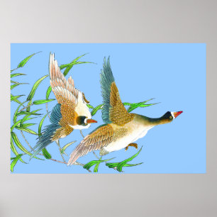 Flyga ankaaffischteckningen poster