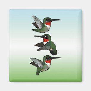 Flyga denthroated hummingbirden magnet