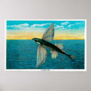 Flyga fisken på den Catalina ön Poster
