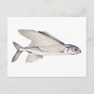 Flyga fiskexocoetidaen vykort