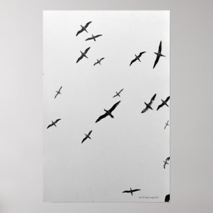 Flyga för fåglar poster